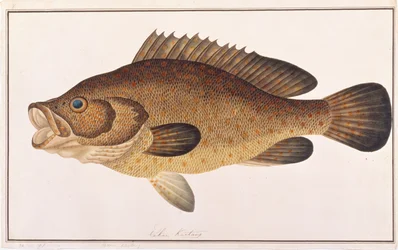 Orange-spotted Grouper, from Drawings of Fishes from Malacca, c.1805-18
